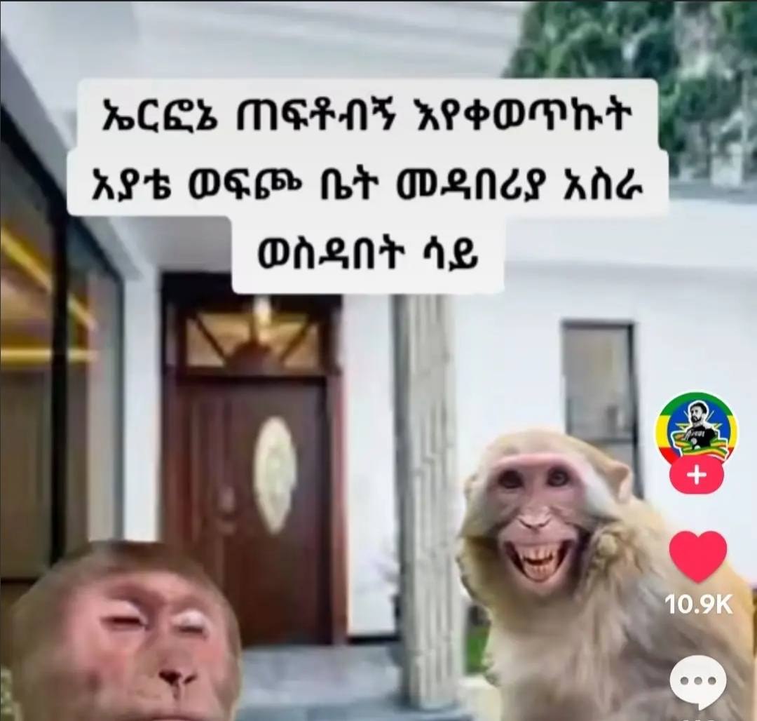 a monkey is talking to another monkey in the street
